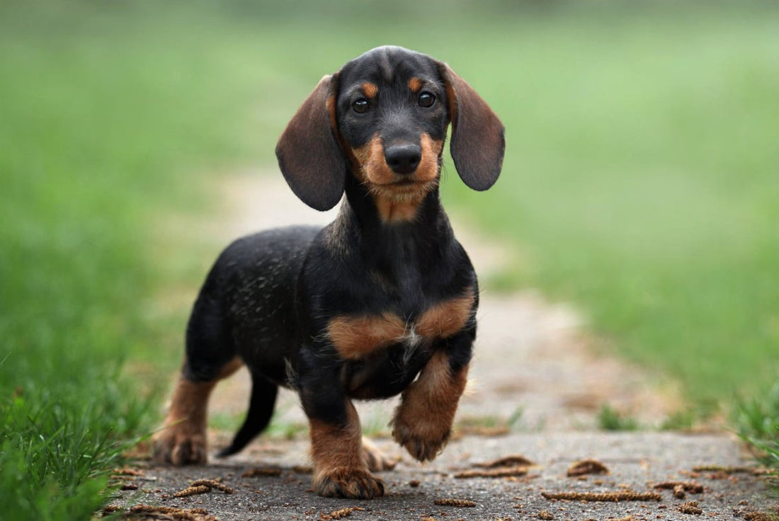 Cute Dachshund