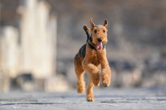 Happy dog jumping